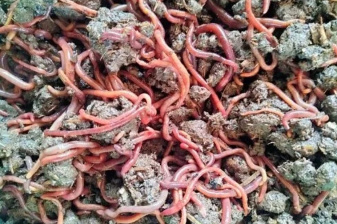 Vermicompost5
